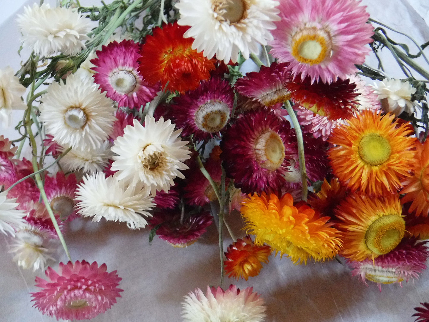 Dried Strawflowers With Stems, Dried Strawflowers, Dried Flowers With Stems, Craft Supply, Dried Straw Flowers, Real Dried Flowers, Craft