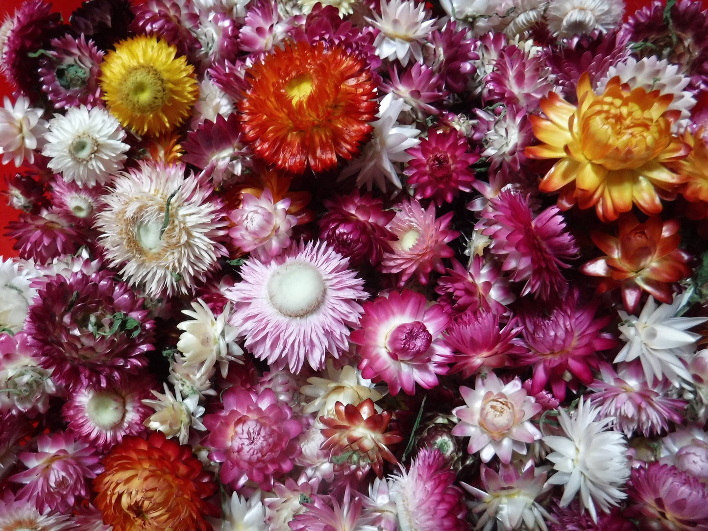25 Dried Strawflower Heads Mixed Colors