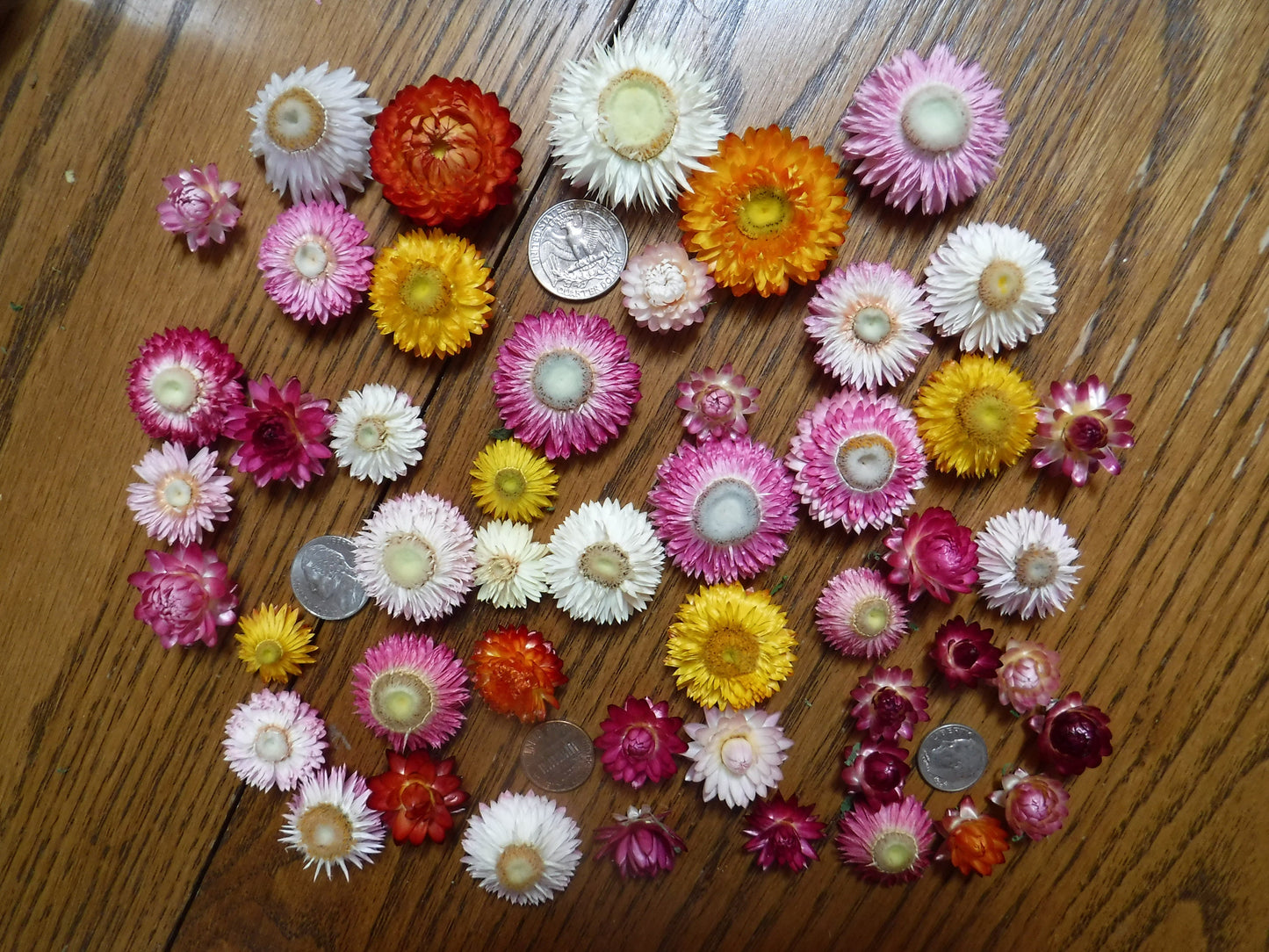 25 Dried Strawflower Heads Mixed Colors