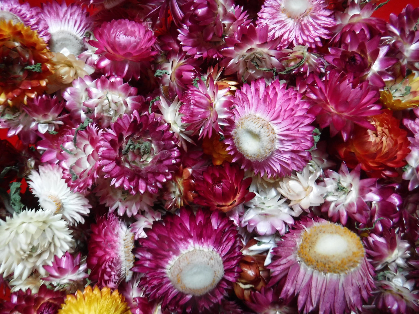 25 Dried Strawflower Heads Mixed Colors