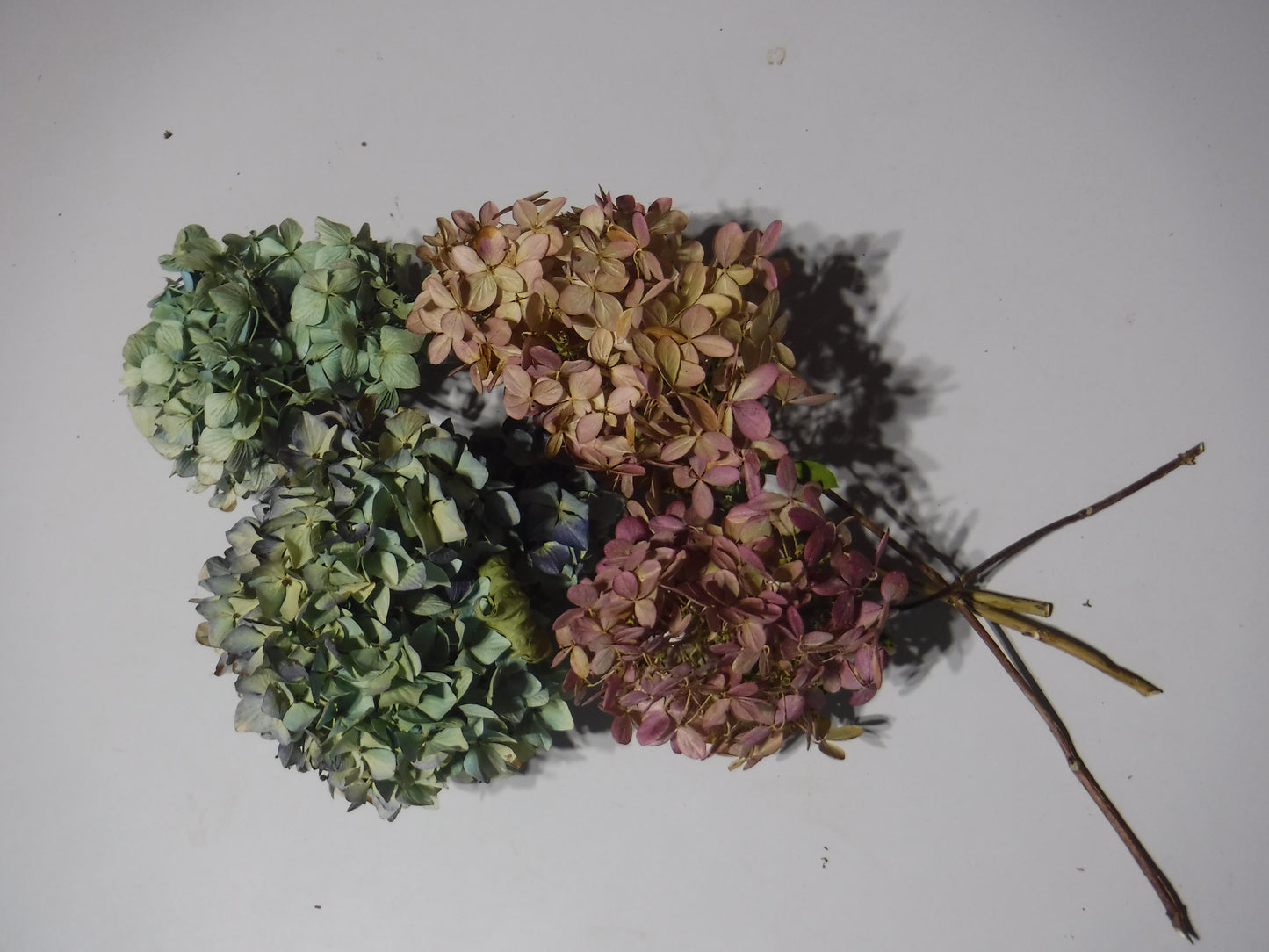 Dried Flower Box, Dried Flower Stems