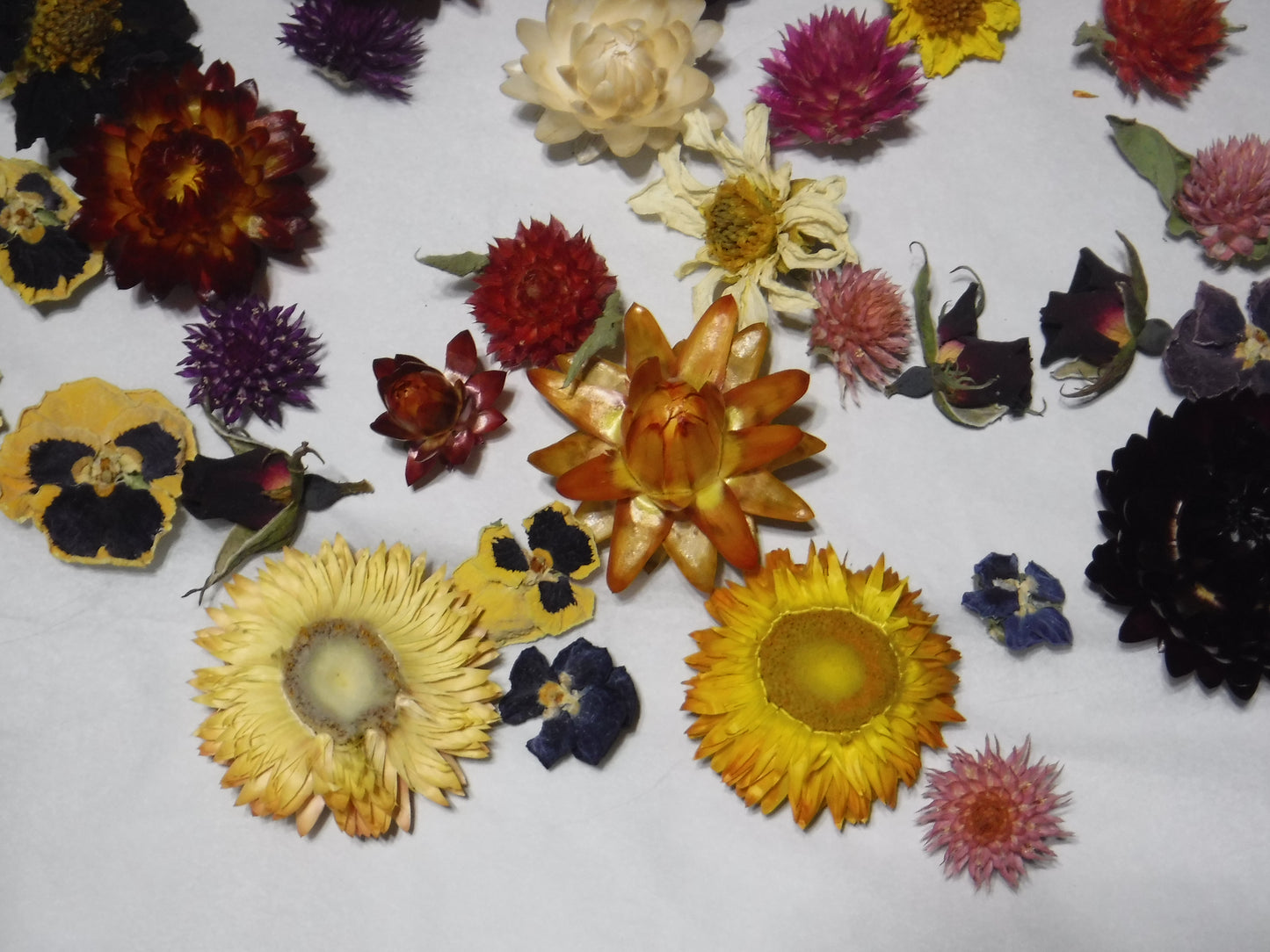 50 Whole Dried Mixed Flower Heads