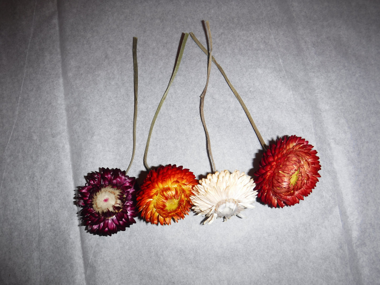 Dried Strawflowers Short Stems