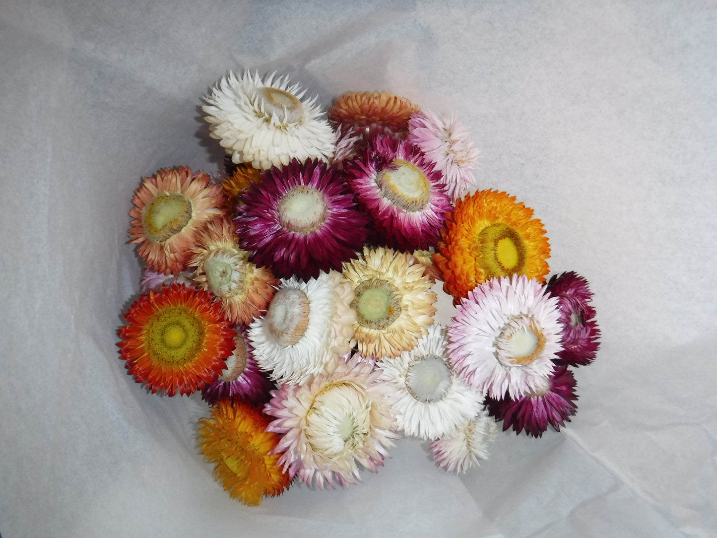 Dried Strawflowers With Stems, Dried Strawflowers, Dried Flowers With Stems, Craft Supply, Dried Straw Flowers, Real Dried Flowers, Craft
