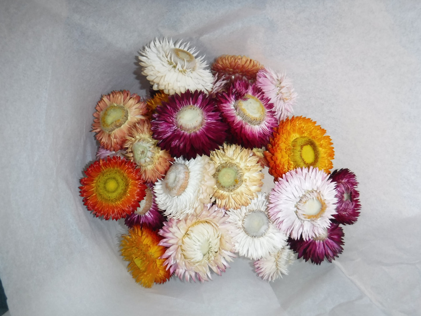 Dried Strawflowers With Stems, Dried Strawflowers, Dried Flowers With Stems, Craft Supply, Dried Straw Flowers, Real Dried Flowers, Craft