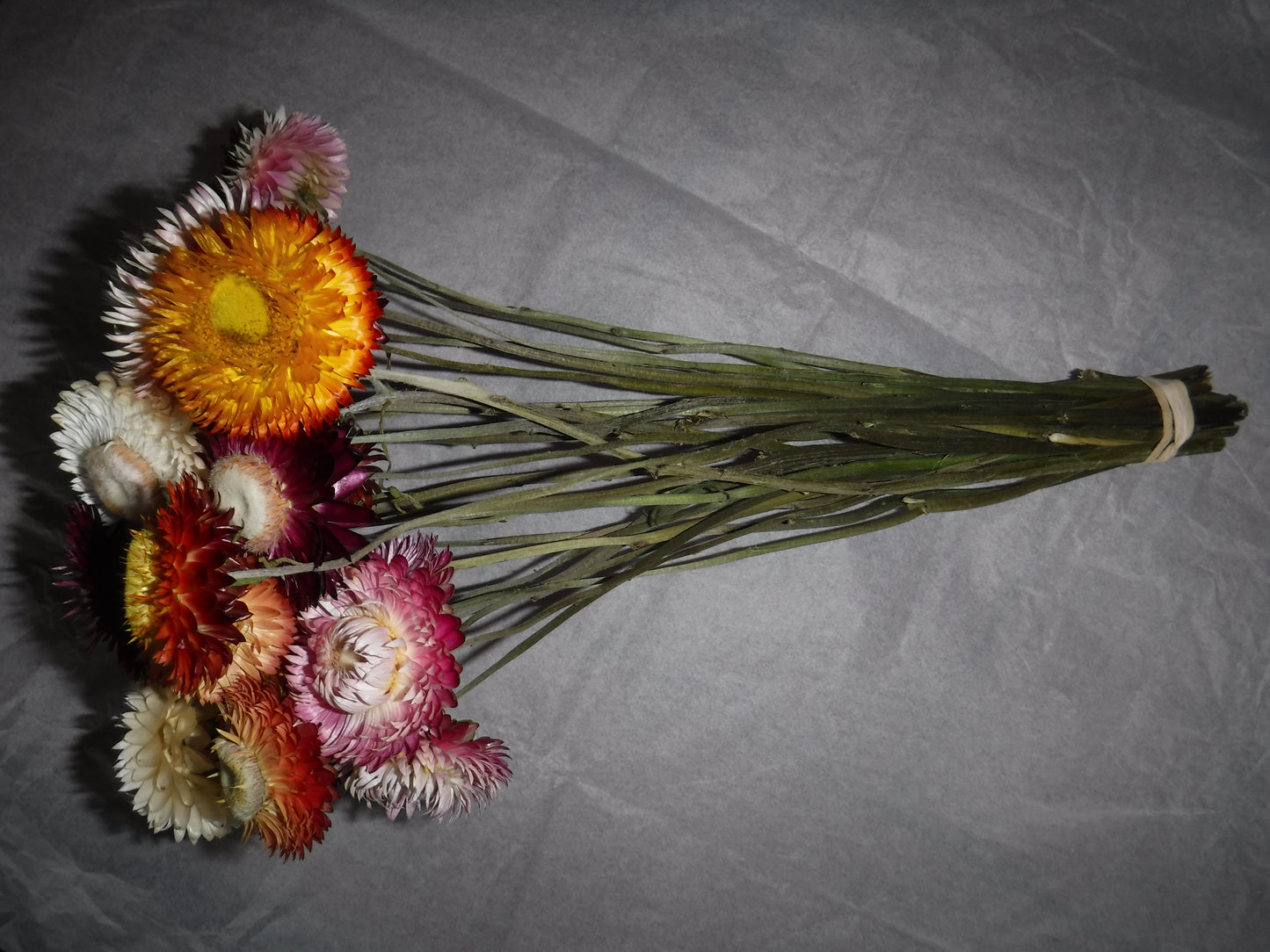 Dried Strawflowers With Stems, Dried Strawflowers, Dried Flowers With Stems, Craft Supply, Dried Straw Flowers, Real Dried Flowers, Craft