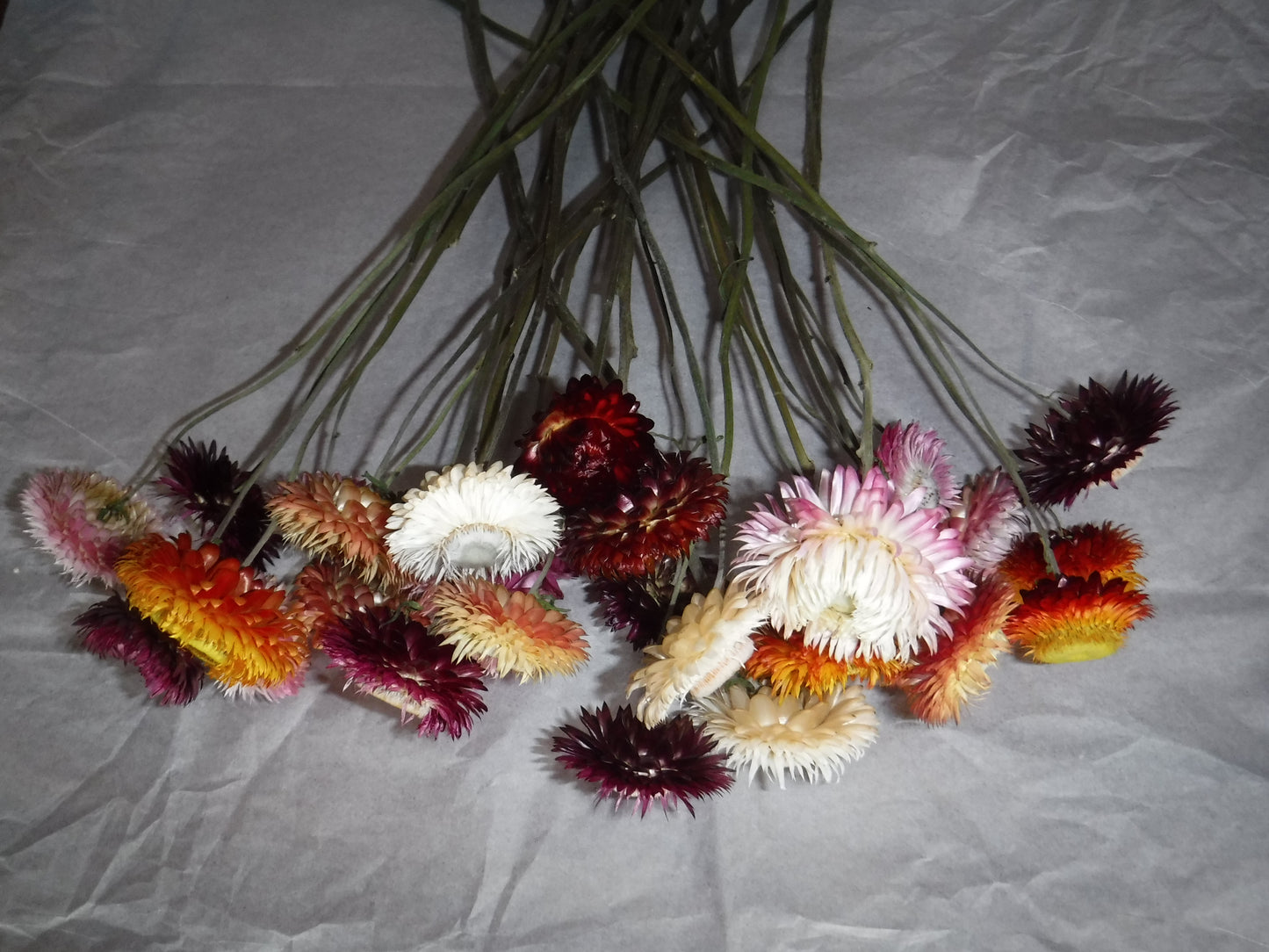 Dried Strawflowers With Stems, Dried Strawflowers, Dried Flowers With Stems, Craft Supply, Dried Straw Flowers, Real Dried Flowers, Craft