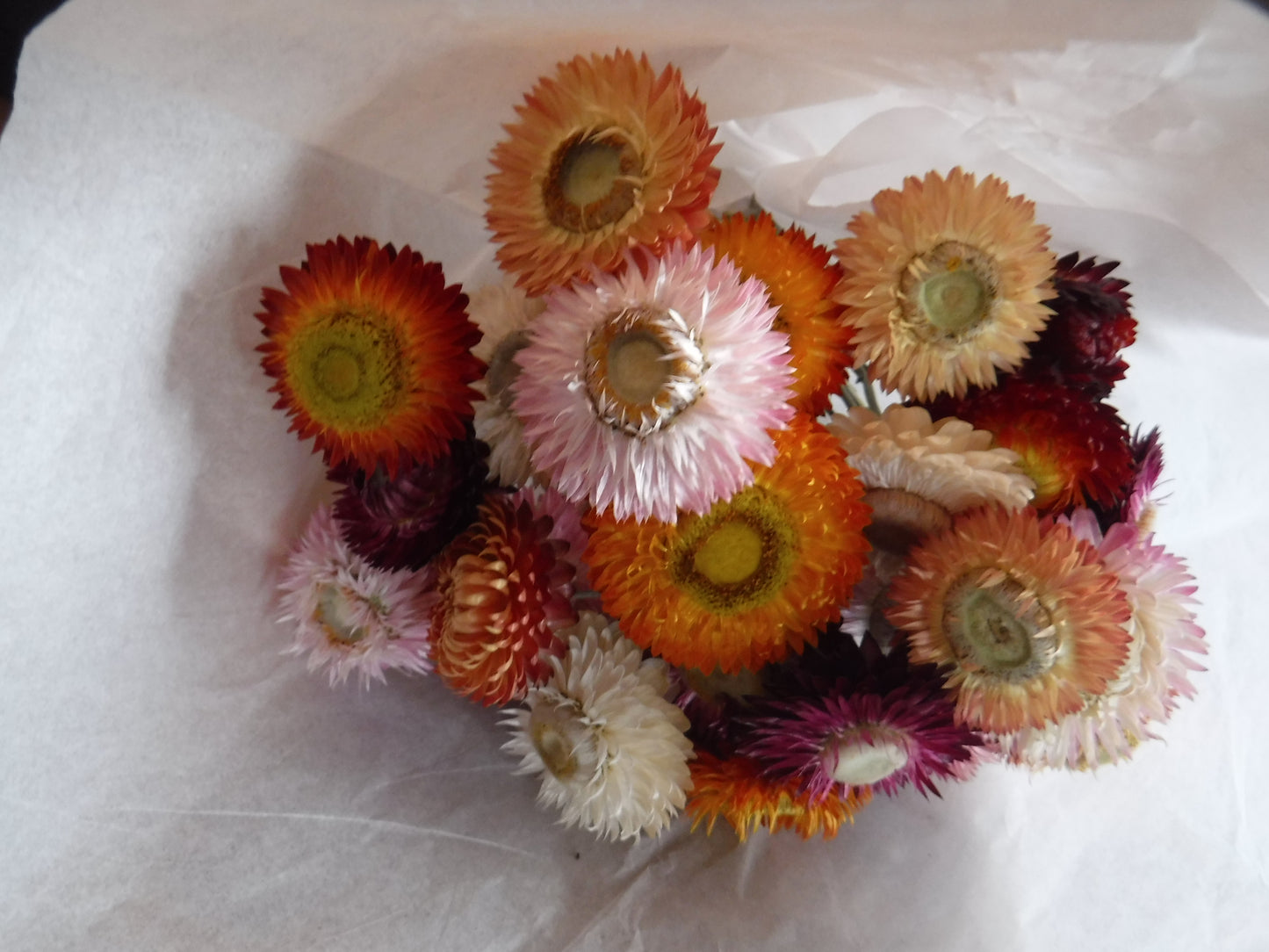 Dried Strawflowers With Stems, Dried Strawflowers, Dried Flowers With Stems, Craft Supply, Dried Straw Flowers, Real Dried Flowers, Craft