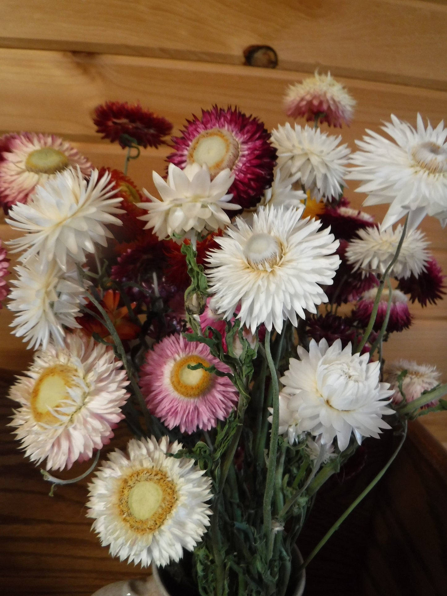Dried Strawflowers With Stems, Dried Strawflowers, Dried Flowers With Stems, Craft Supply, Dried Straw Flowers, Real Dried Flowers, Craft