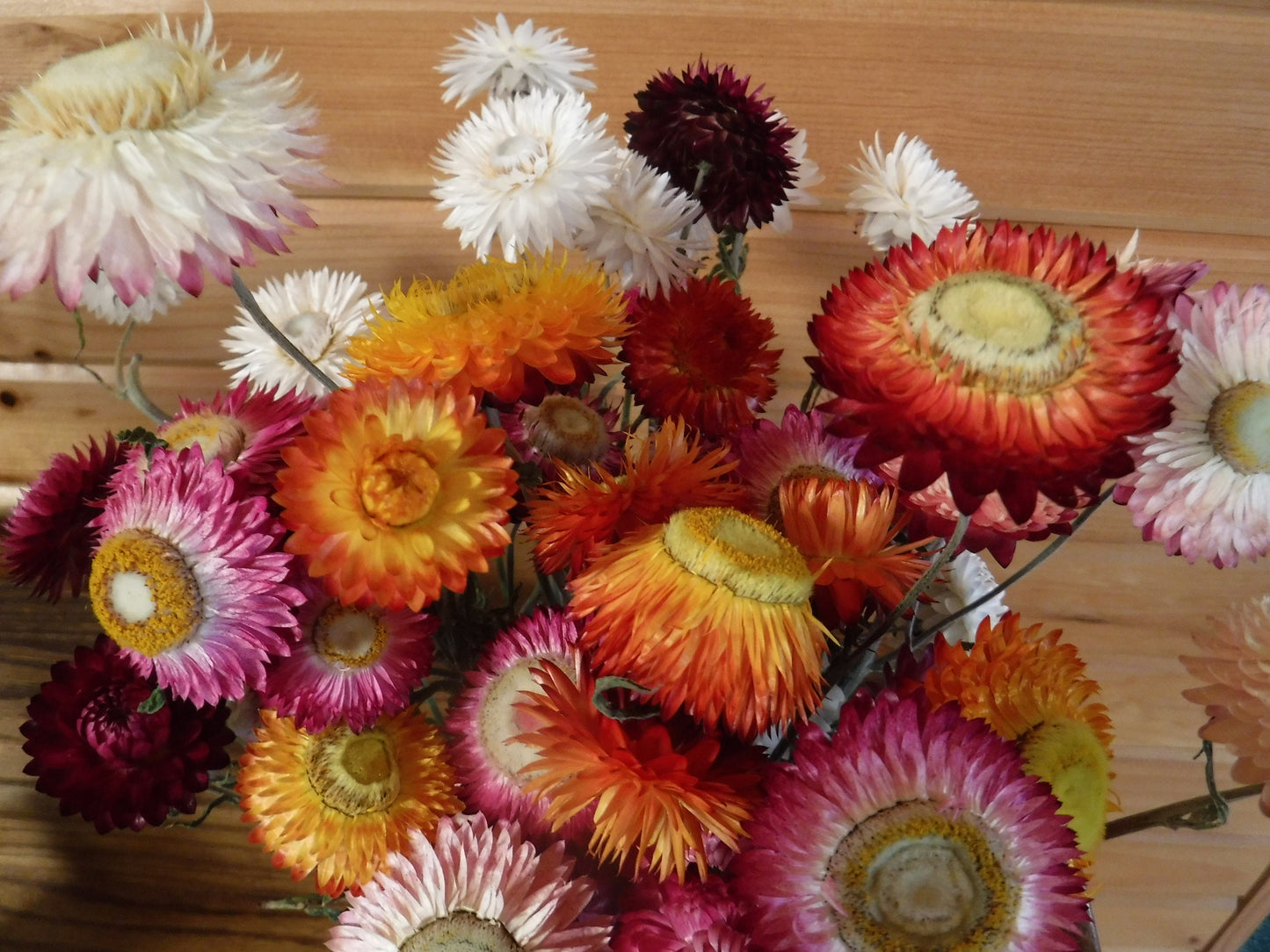 Dried Strawflowers With Stems, Dried Strawflowers, Dried Flowers With Stems, Craft Supply, Dried Straw Flowers, Real Dried Flowers, Craft