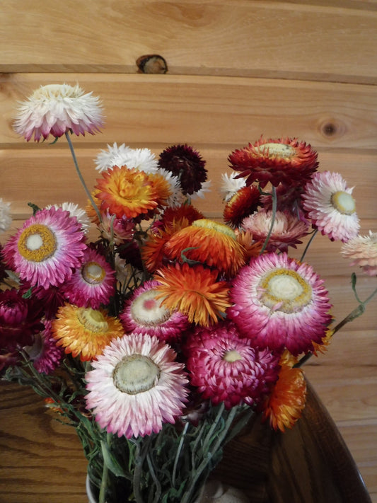 Dried Strawflowers With Stems, Dried Strawflowers, Dried Flowers With Stems, Craft Supply, Dried Straw Flowers, Real Dried Flowers, Craft