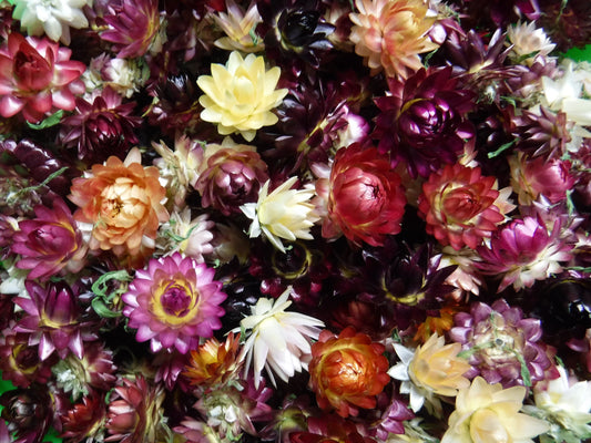 50 Dried Strawflower Heads Mixed Colors