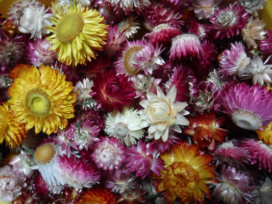 100 Dried Strawflower Heads Mixed Colors