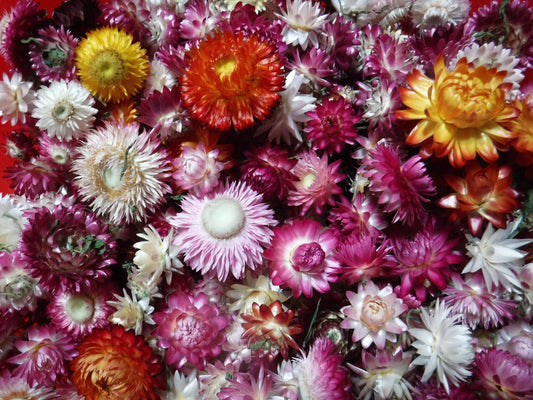 25 Dried Strawflower Heads Mixed Colors