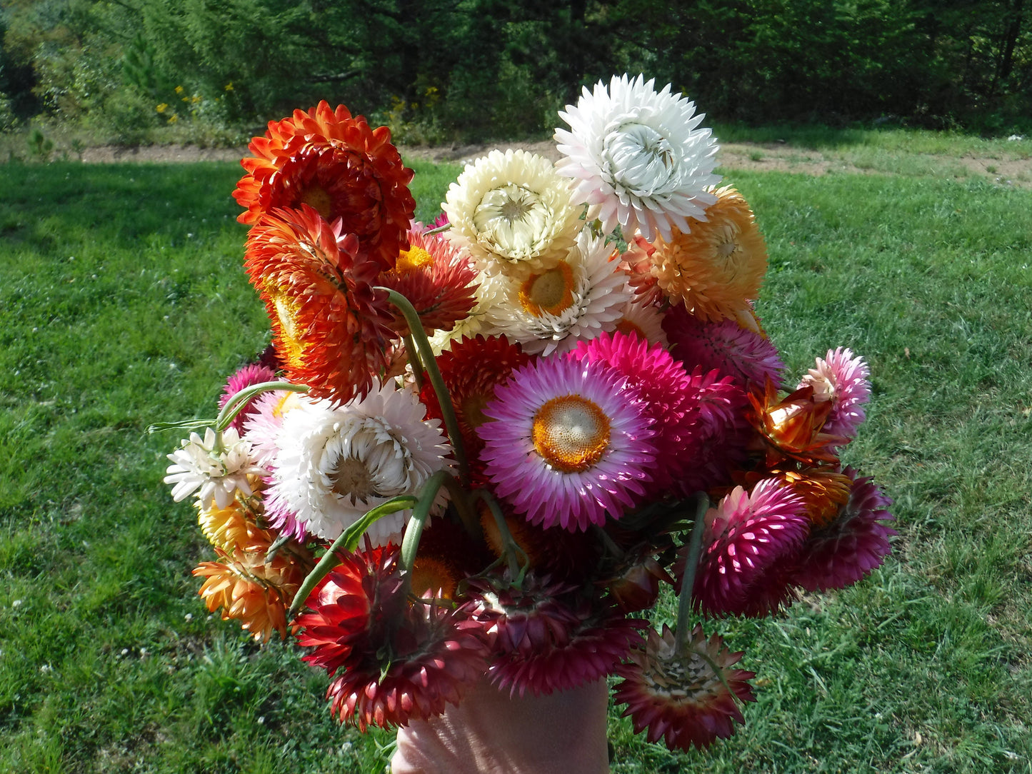 Dried Strawflowers With Stems, Dried Strawflowers, Dried Flowers With Stems, Craft Supply, Dried Straw Flowers, Real Dried Flowers, Craft