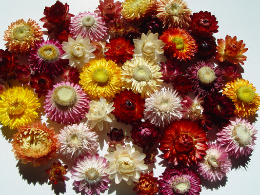 50 Medium - Small Dried Strawflower Heads