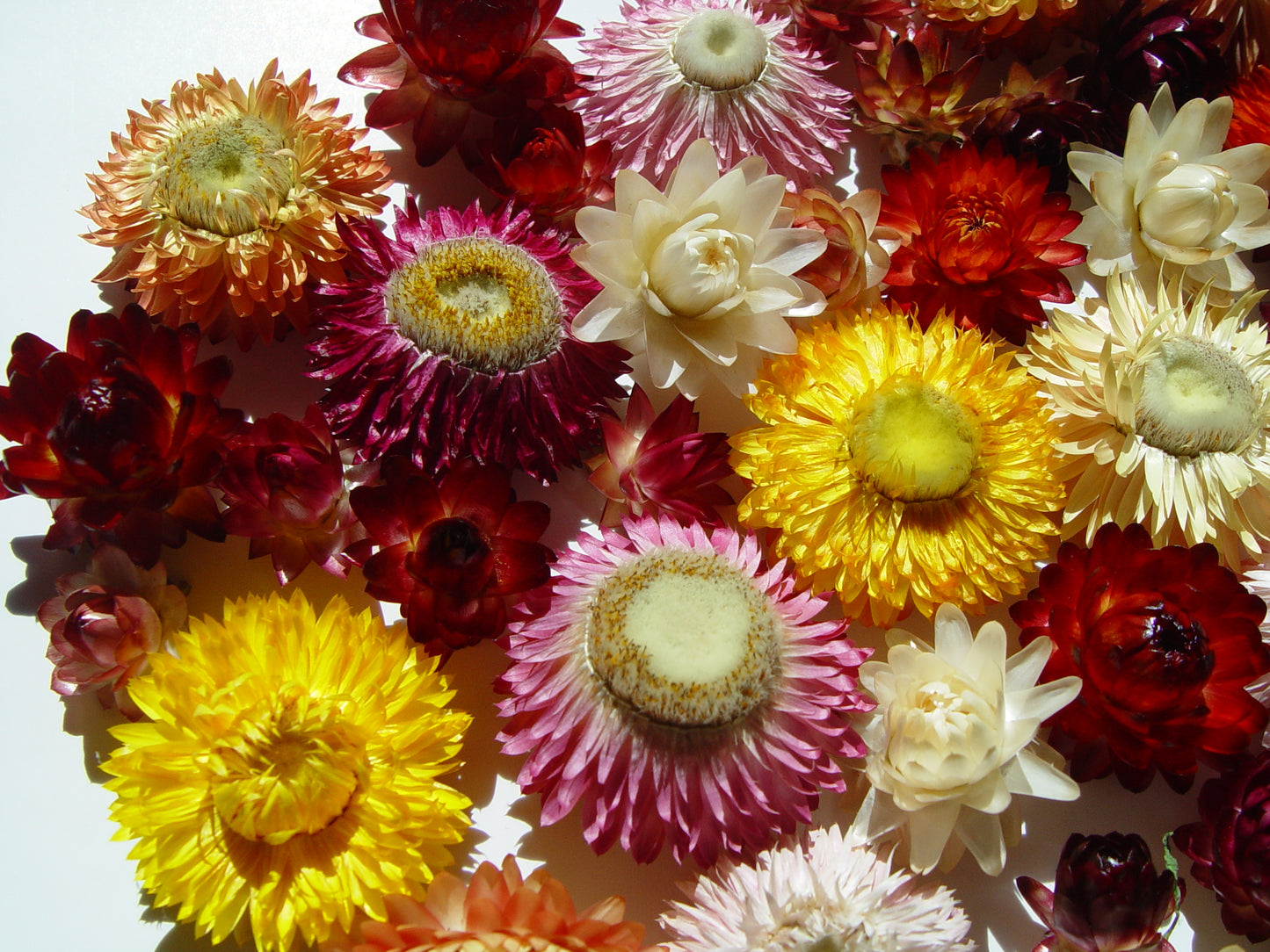 50 Medium - Small Dried Strawflower Heads