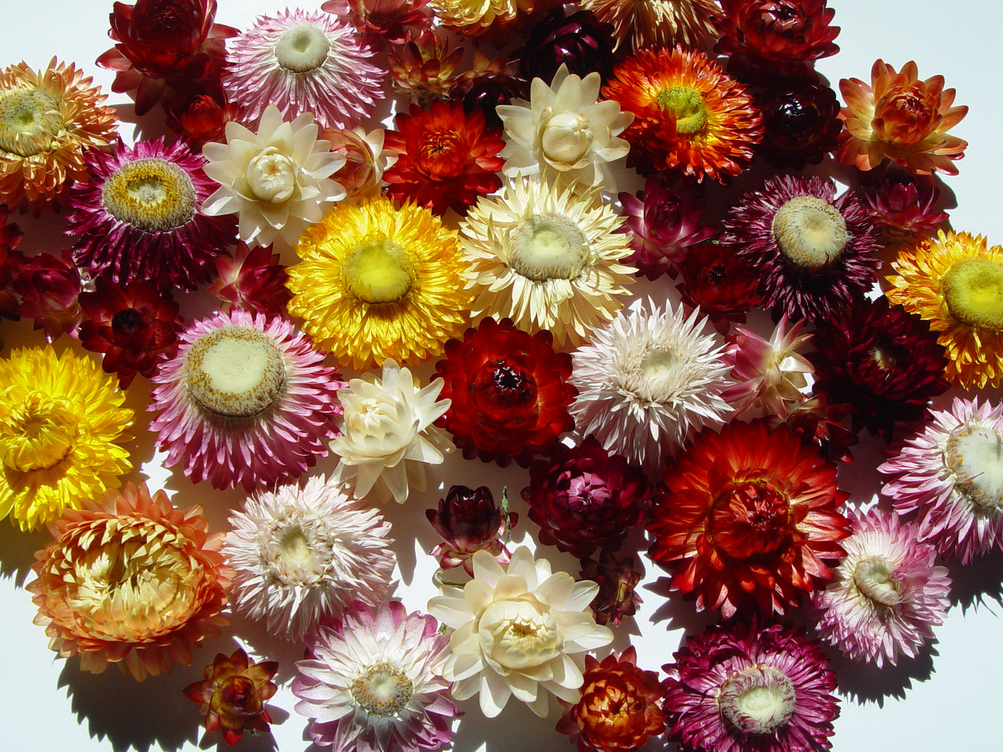 50 Medium - Small Dried Strawflower Heads