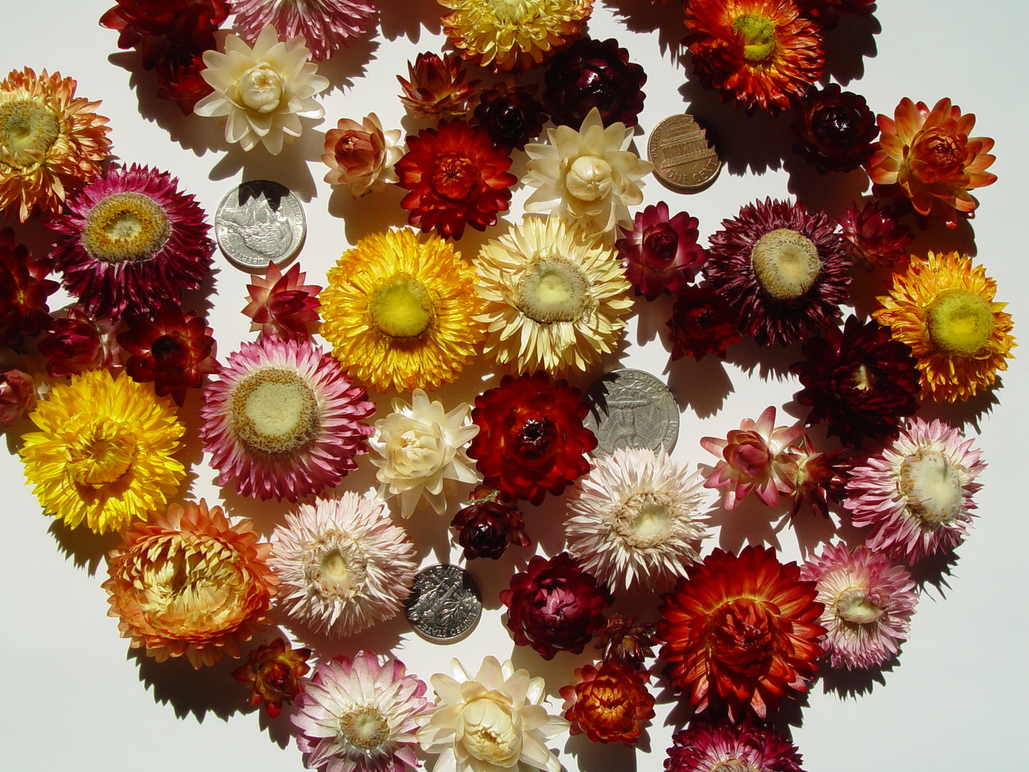 50 Medium - Small Dried Strawflower Heads