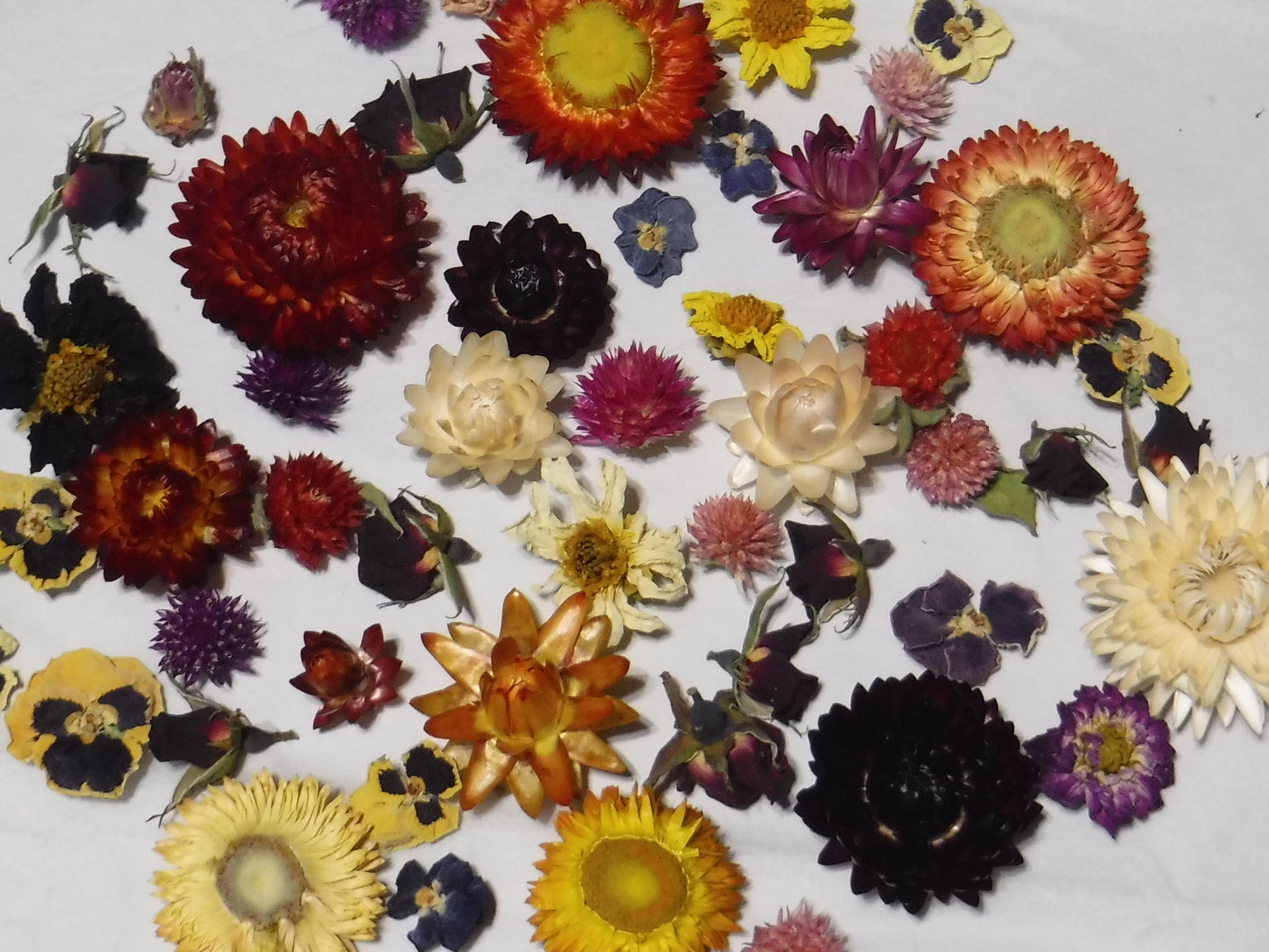 50 Whole Dried Mixed Flower Heads