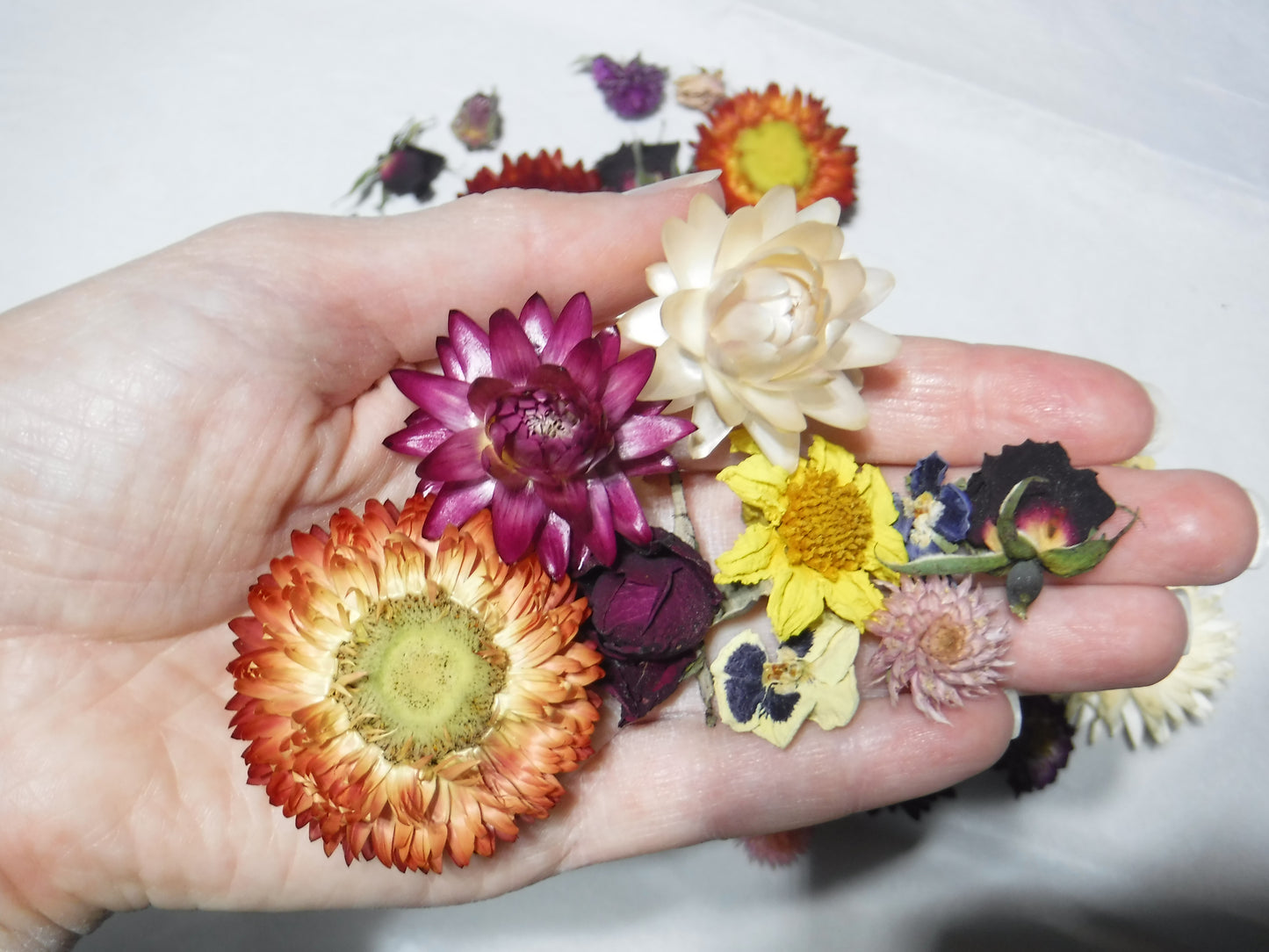 50 Whole Dried Mixed Flower Heads