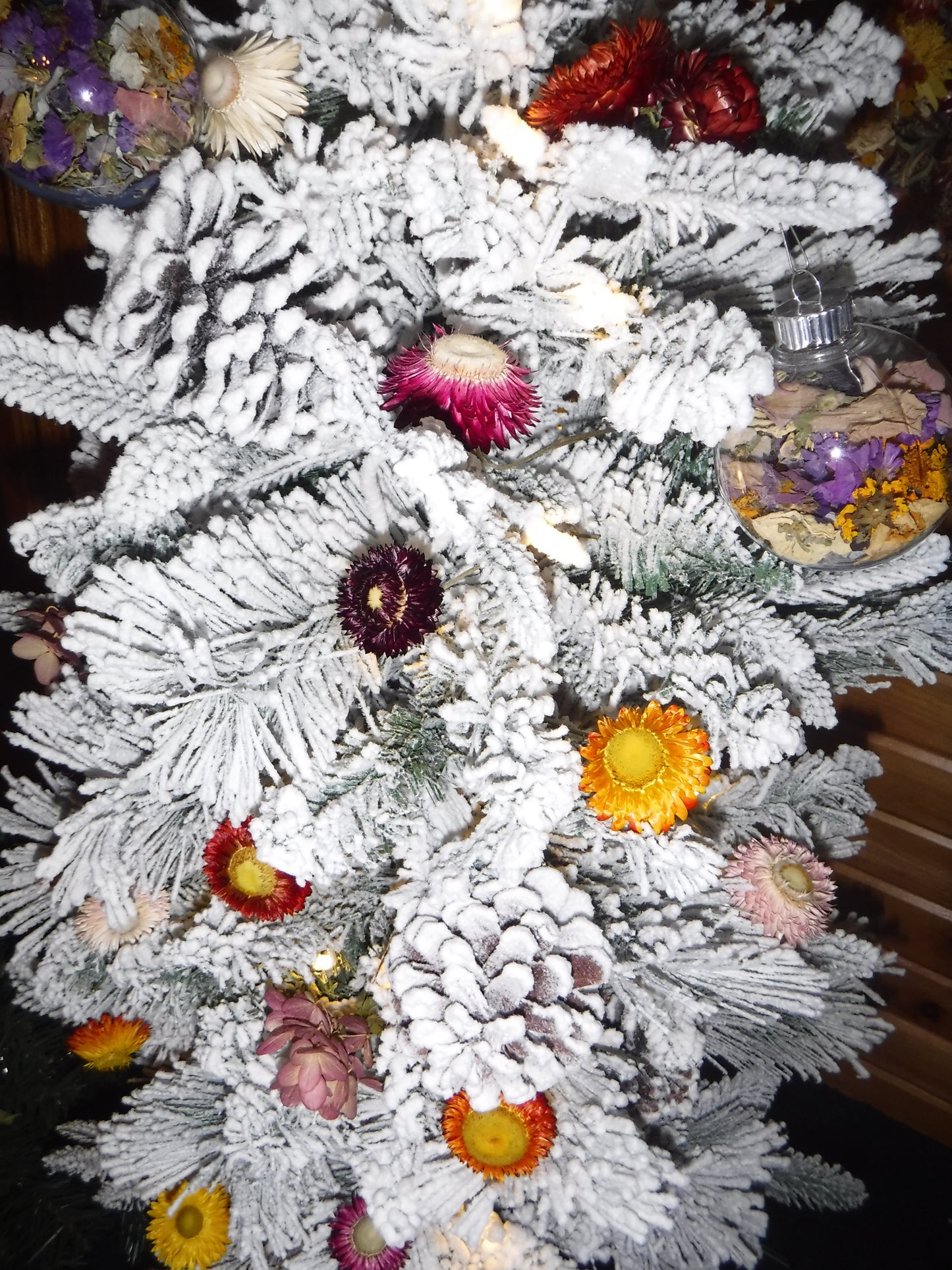 Dried Strawflowers Short Stems