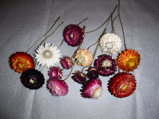 Dried Strawflowers Short Stems