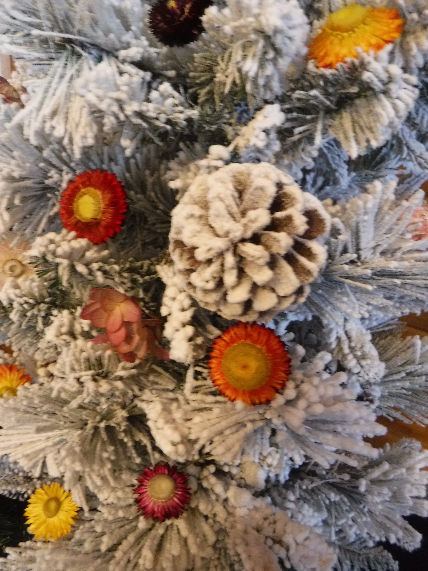 Dried Strawflowers Short Stems