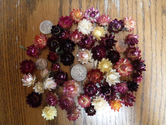 50 Small Dried Strawflower Heads Mixed Colors, Dried Craft Flowers, Real Dried Flowers, Resin Flowers, Table Decor, decor, craft supply